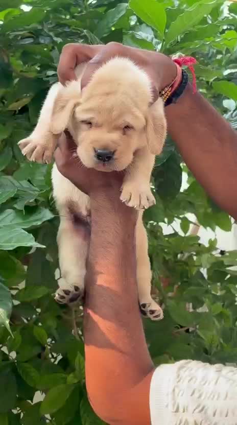 Beagle Black & Tan Puppy, farm video