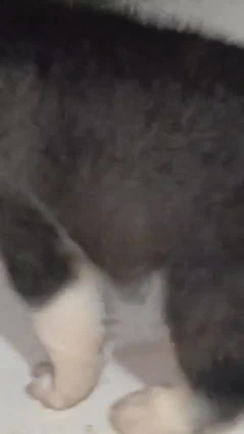 Siberian Husky Puppy | White Color, farm video