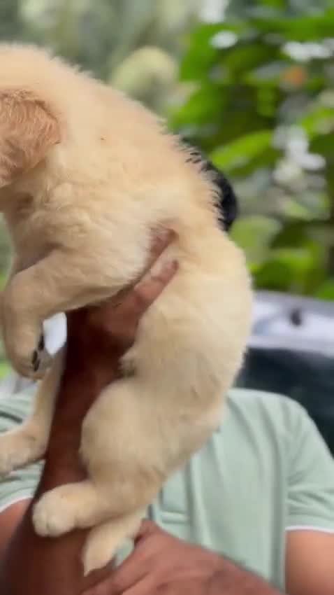 Golden Retriever, farm video