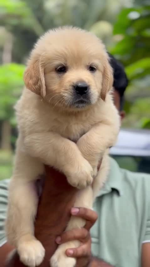 Golden Retriever, farm video