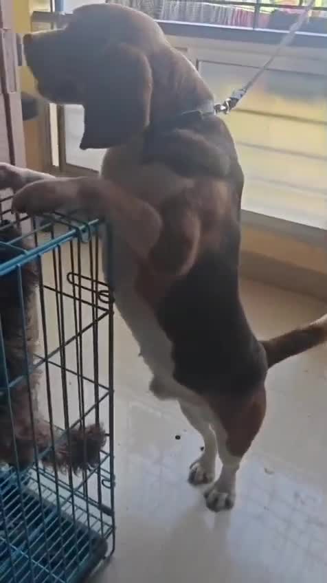 Beagle Black & Tan Puppy, farm video