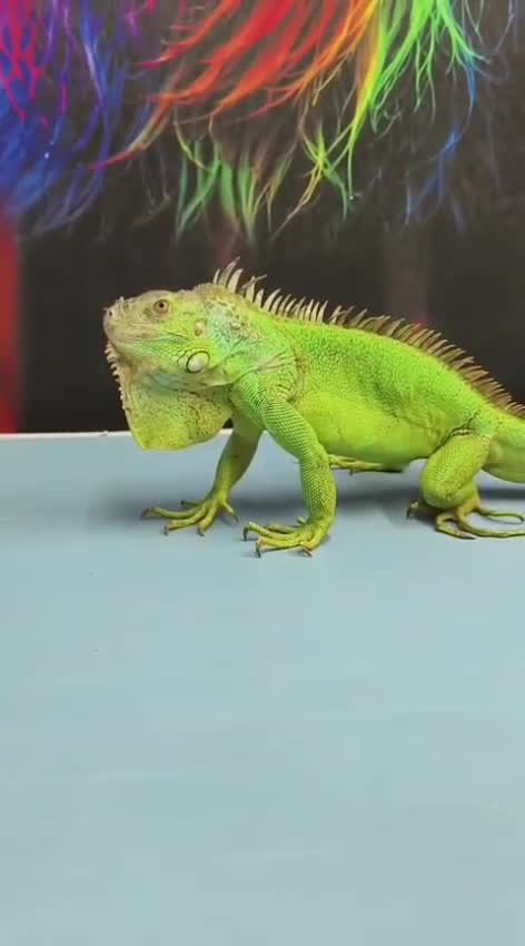 Iguana, farm video