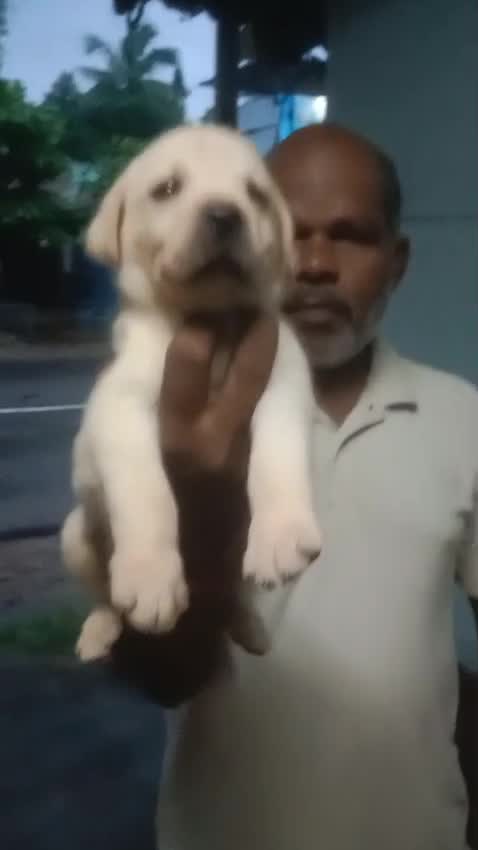 Beagle Black & Tan Puppy, farm video