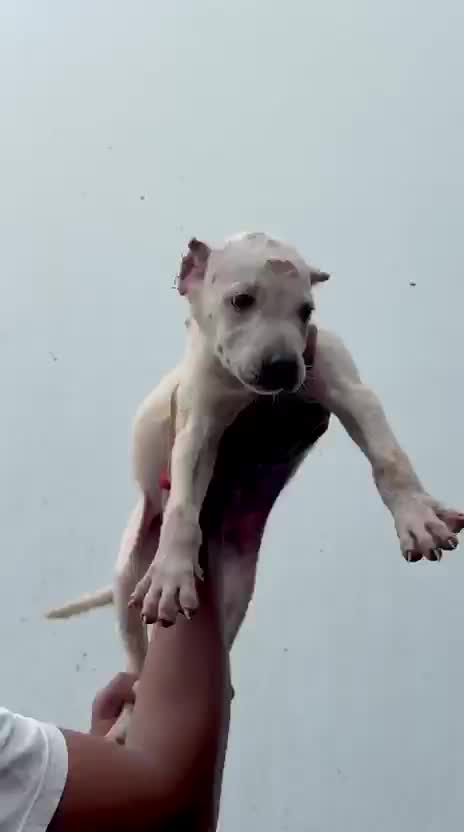 Pitbull Terrier Puppy, farm video