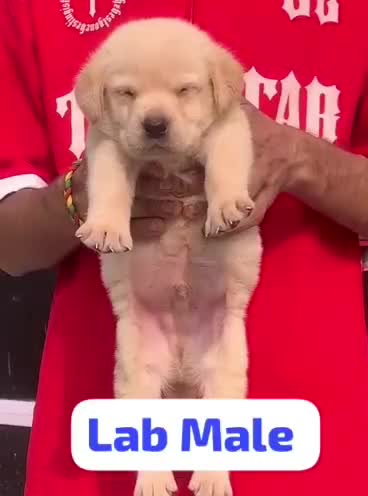 Beagle Black & Tan Puppy, farm video