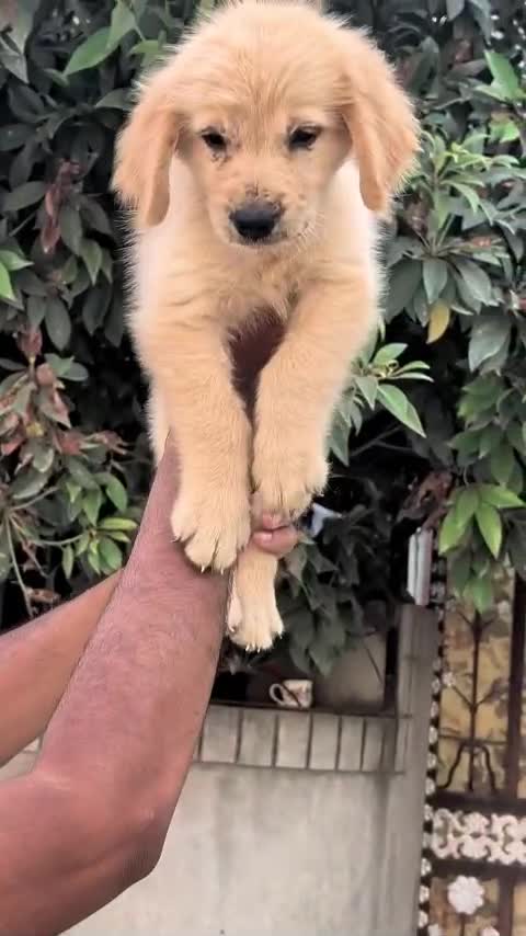 Golden Retriever, farm video
