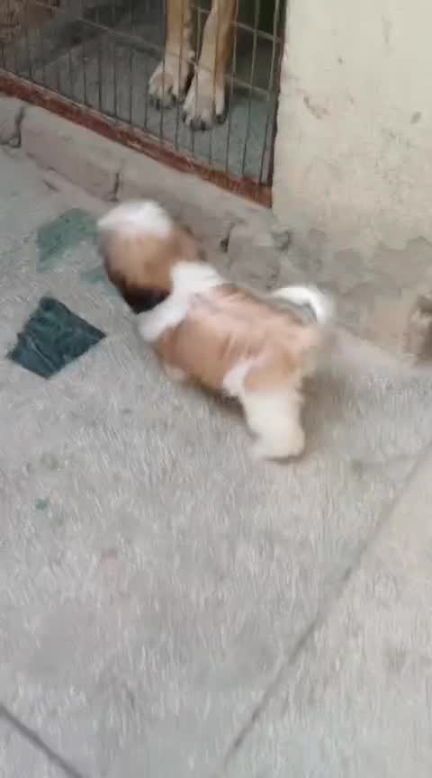 Shih Tzu | Black Color, farm video