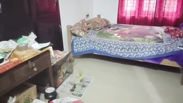 Pineapple Headed Conure, farm video