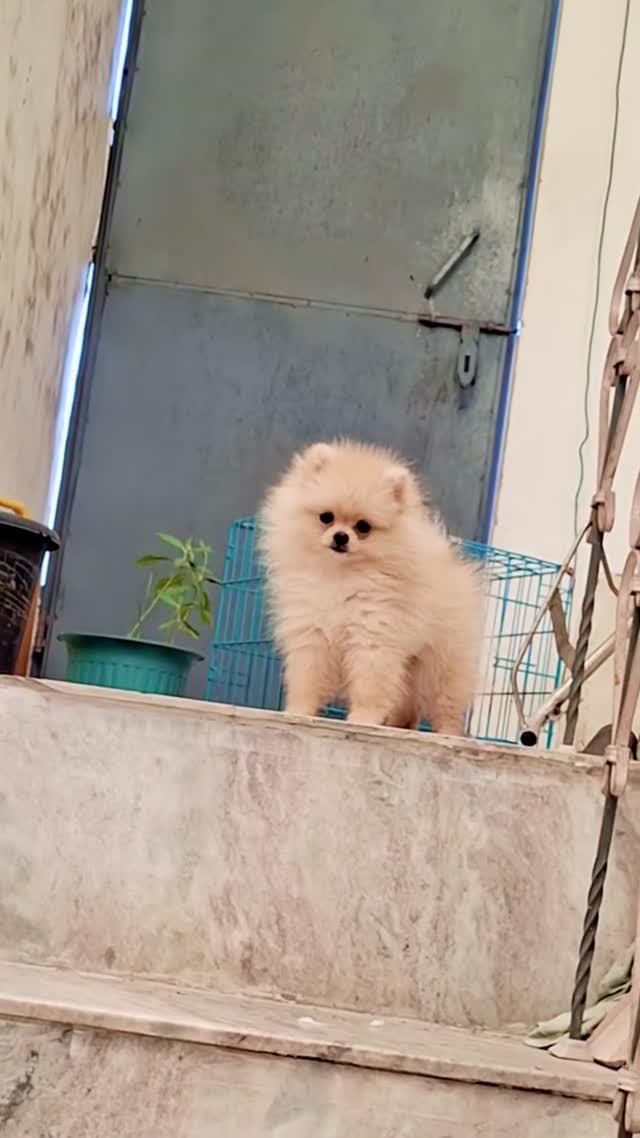 Toy Poodle Puppy, farm video