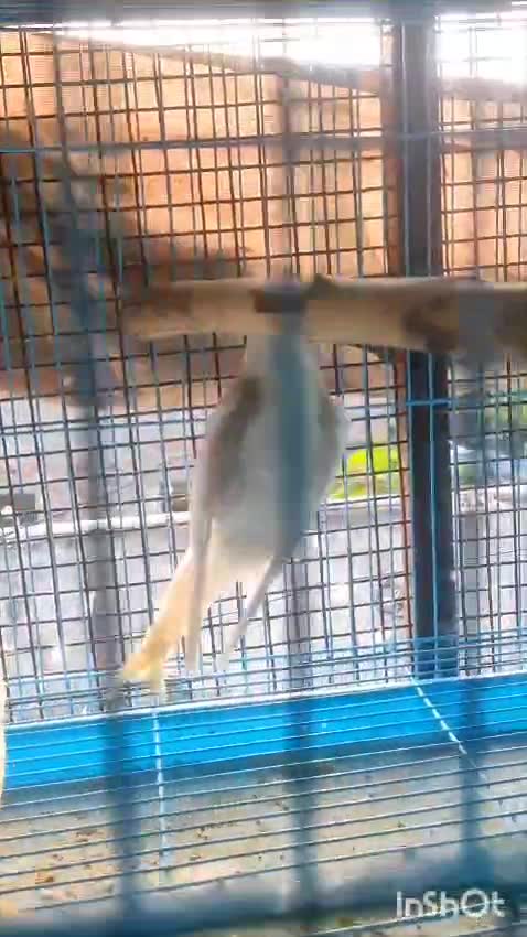 Cockatiel, farm video