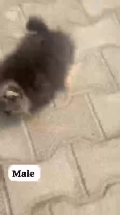Persian, farm video