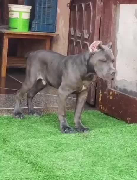 Cane Corso Puppy, farm video