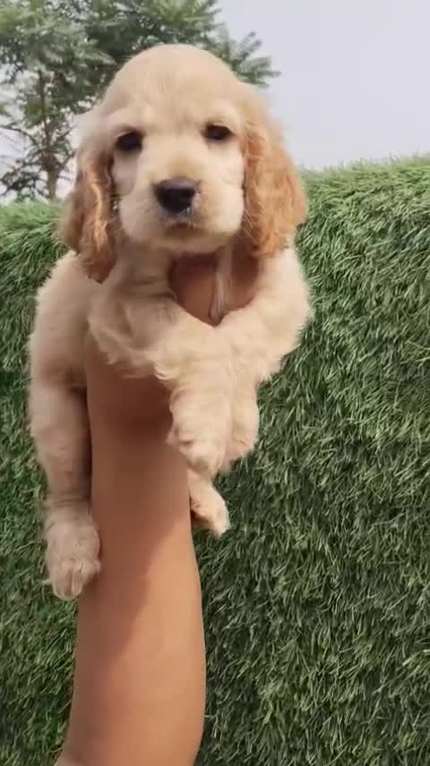 Cocker Spaniel Puppy, farm video