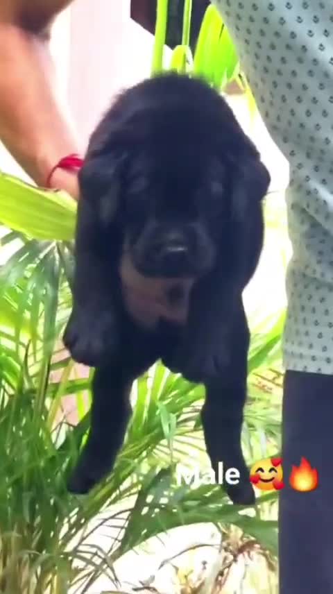 Beagle Black & Tan Puppy, farm video