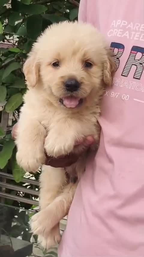 Golden Retriever, farm video