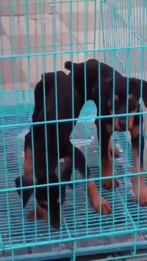 Doberman Pinscher Puppy, farm video