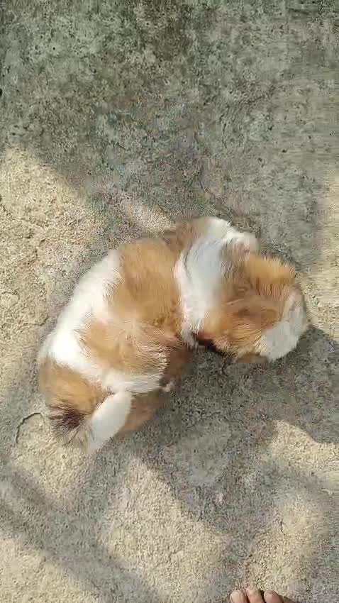 Shih Tzu | Black Color, farm video