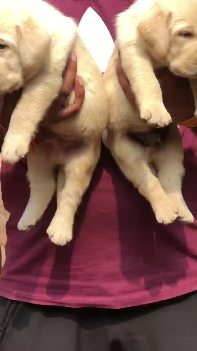 Beagle Black & Tan Puppy, farm video