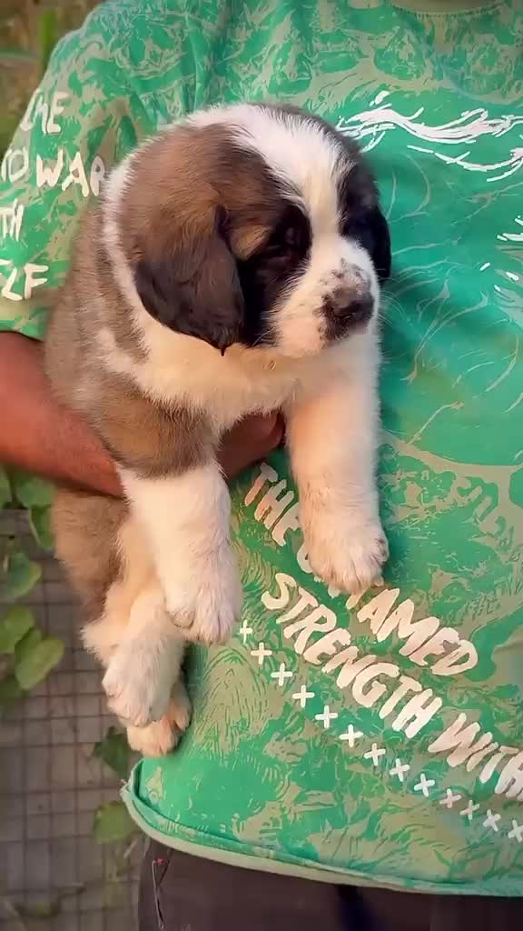 Saint Bernard Puppy, farm video