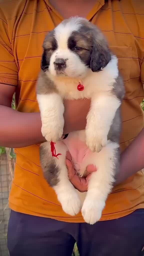 Saint Bernard Puppy, farm video