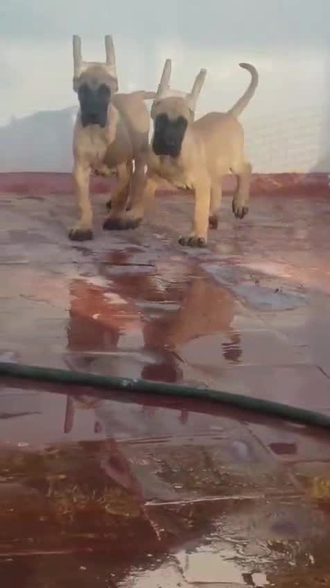 Great Dane Puppy, farm video
