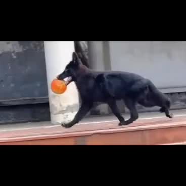 German Shepherd Puppy, farm video
