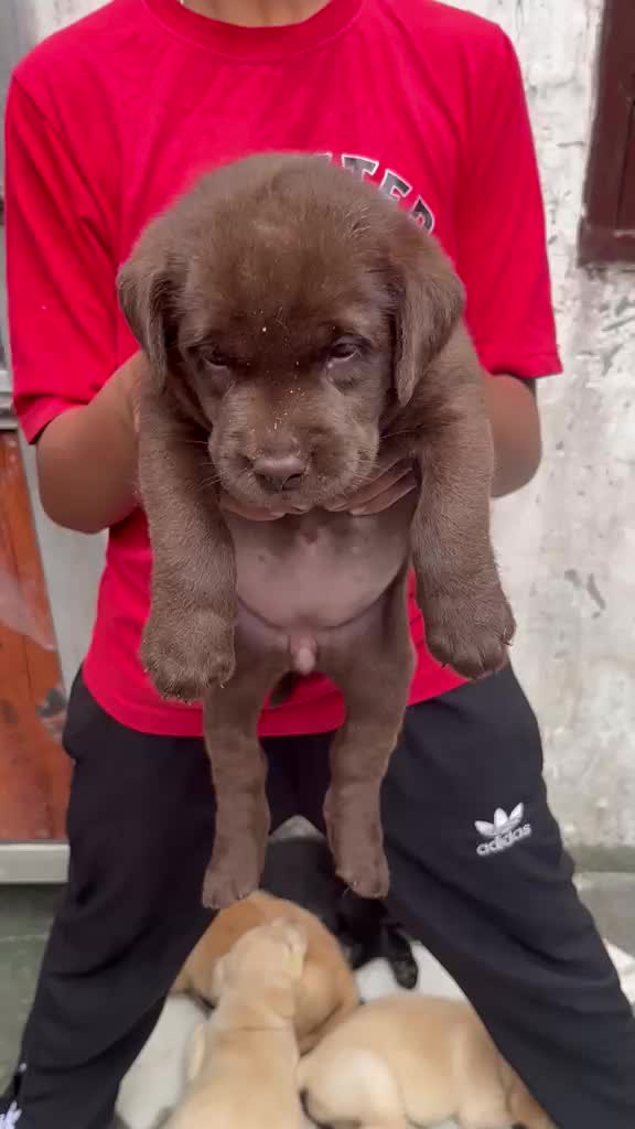 Beagle Black & Tan Puppy, farm video