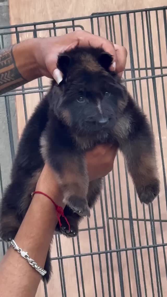 German Shepherd Puppy, farm video