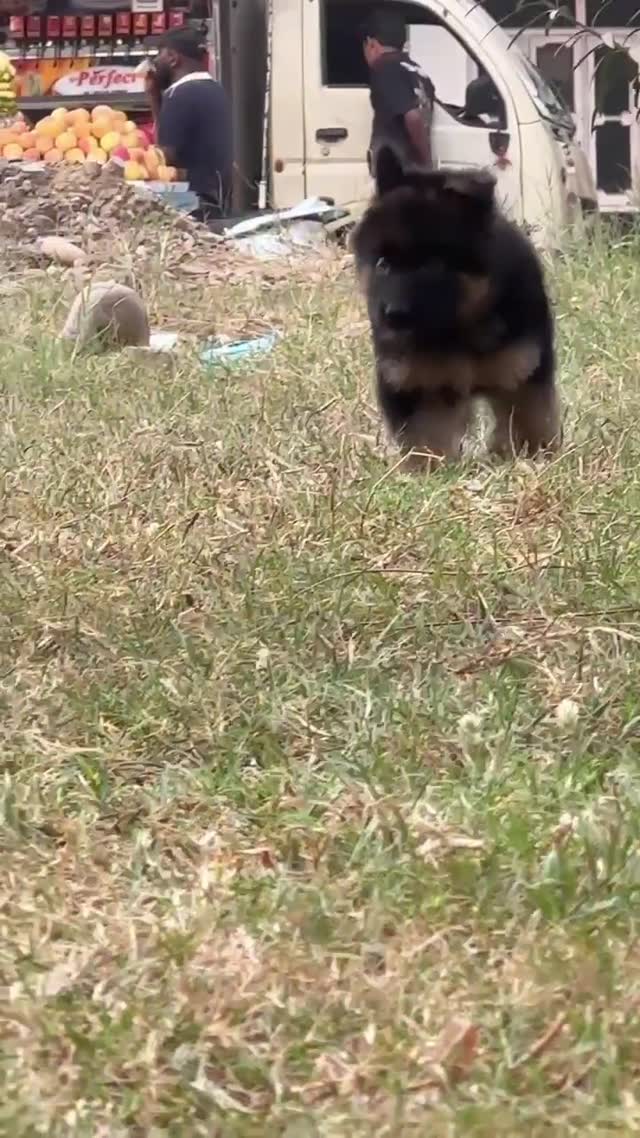 German Shepherd Puppy, farm video