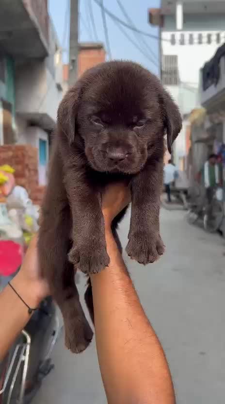 Beagle Black & Tan Puppy, farm video