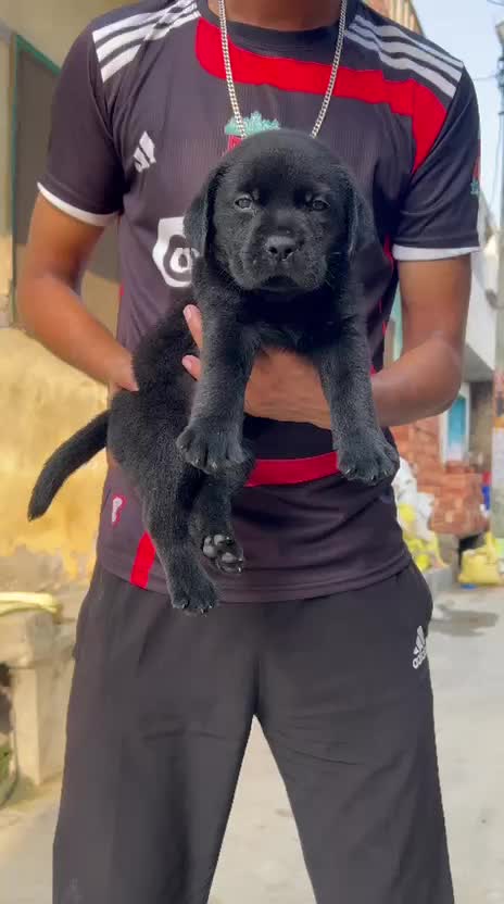 Beagle Black & Tan Puppy, farm video