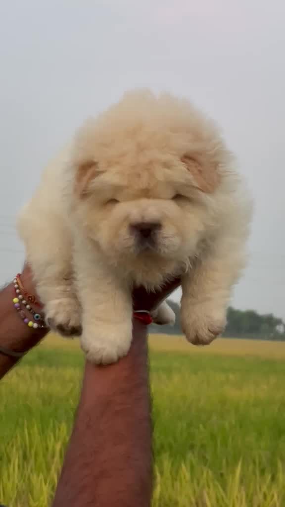 Chow Chow Puppies, farm video