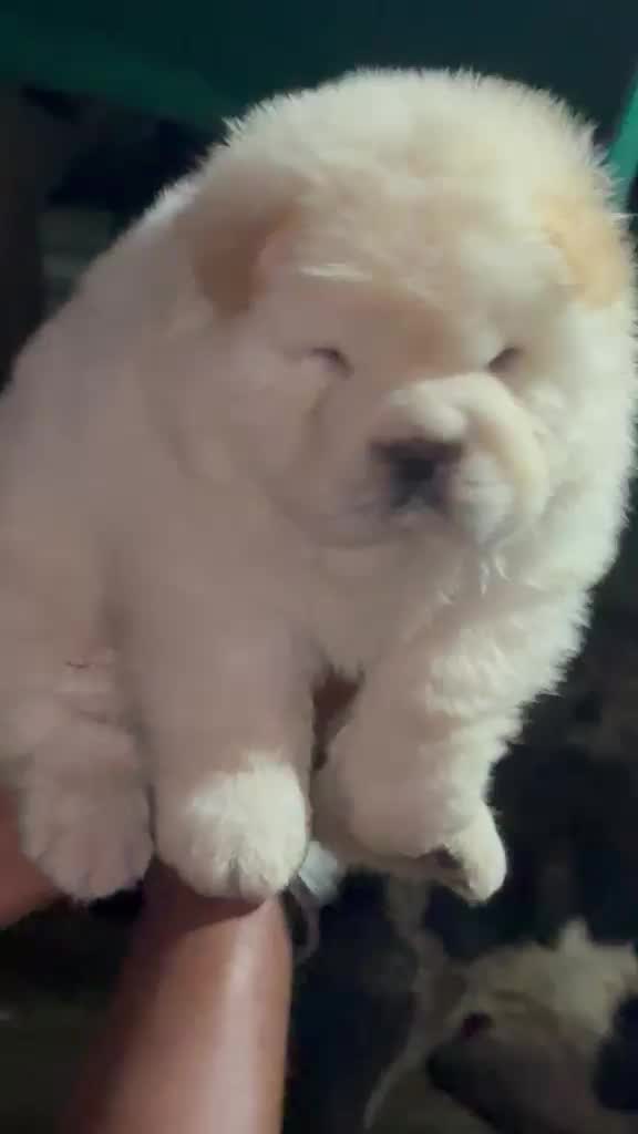 Chow Chow Puppies, farm video