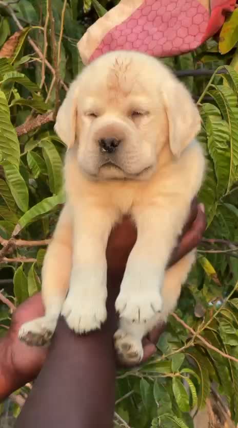 Beagle Black & Tan Puppy, farm video