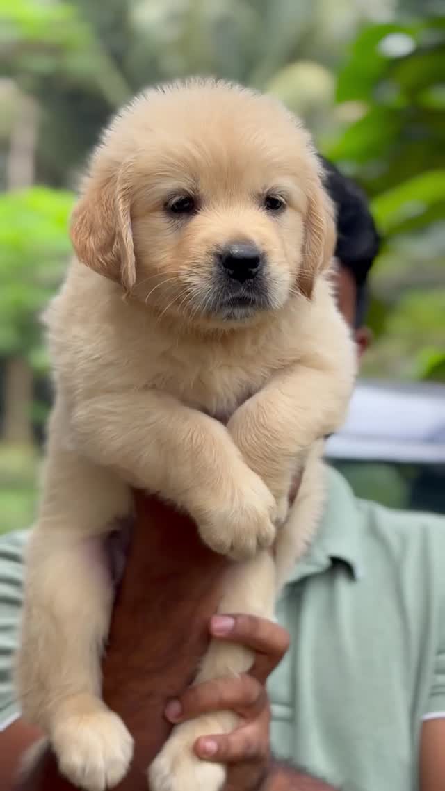 Golden Retriever, farm video