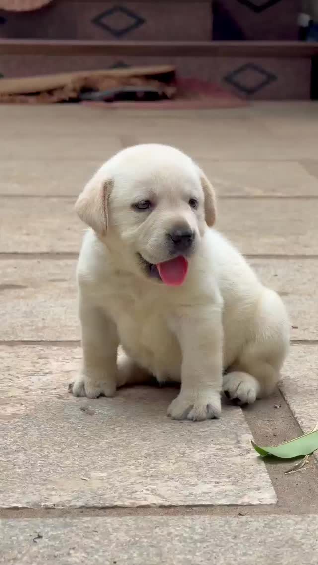 Beagle Black & Tan Puppy, farm video