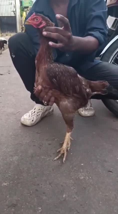 Homer Pigeon, farm video