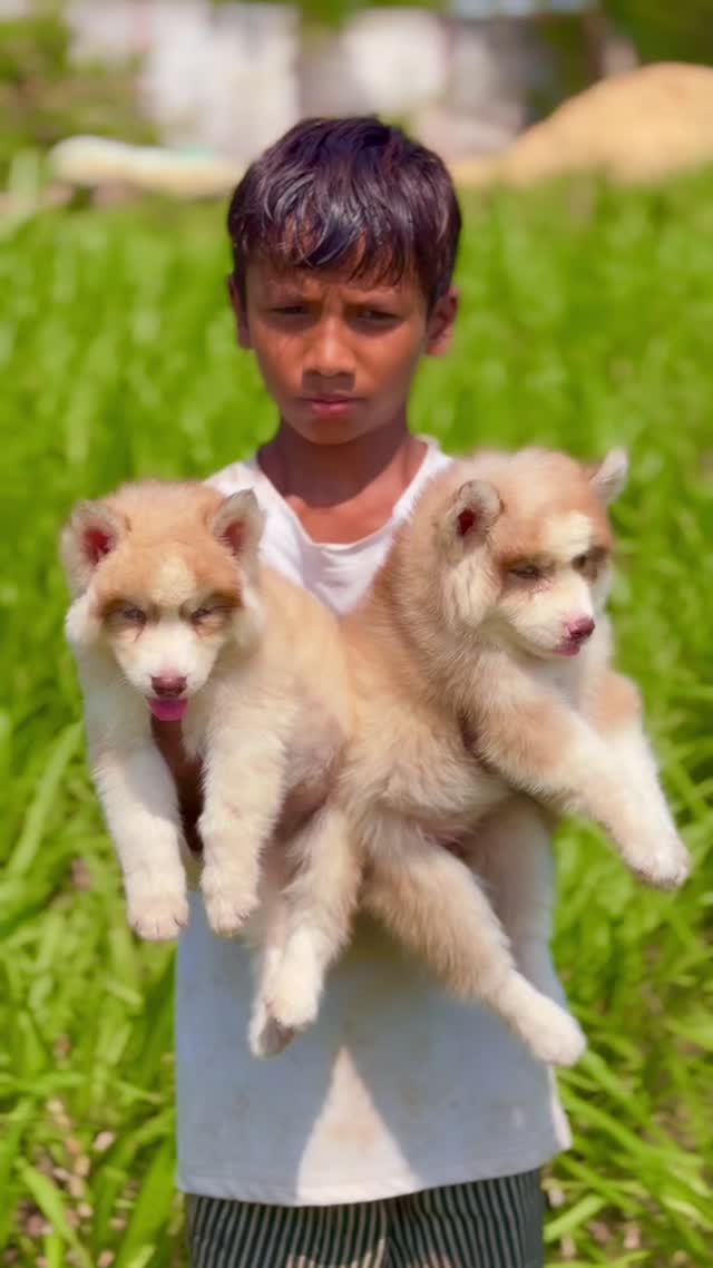 Siberian Husky Puppy | Copper & White Color, farm video
