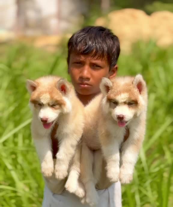 Siberian Husky Puppy | Copper & White Color, farm video