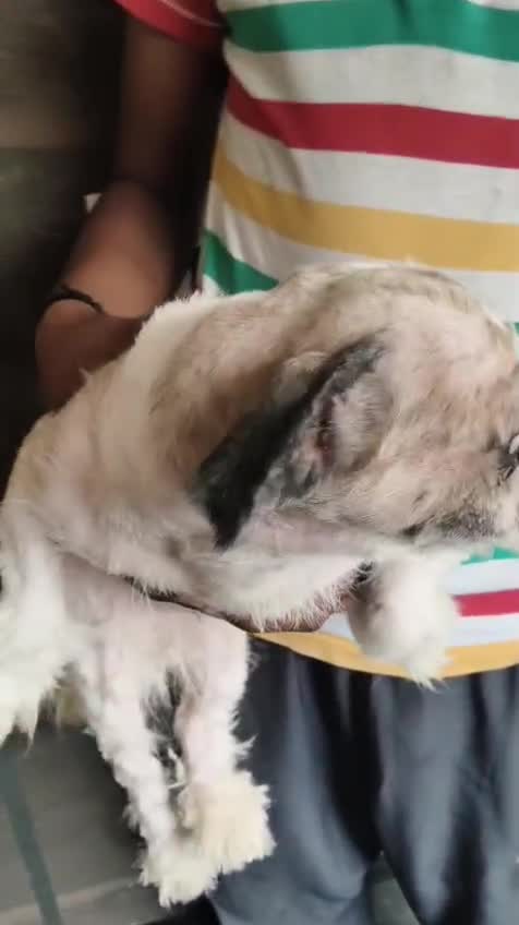 Shih Tzu | Black Color, farm video