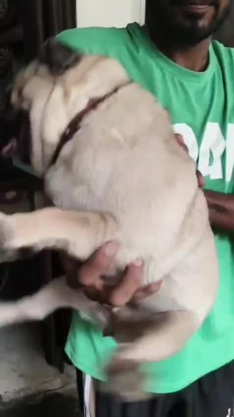 Great Dane Puppy, farm video