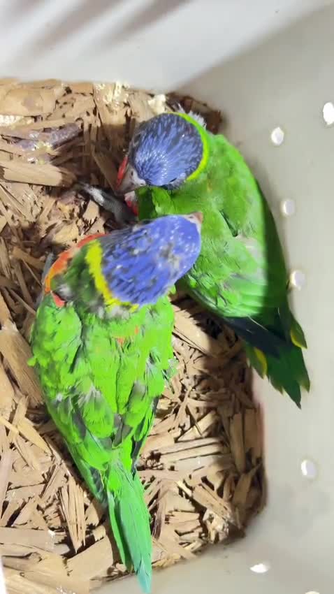 Rainbow Lorikeet, farm video