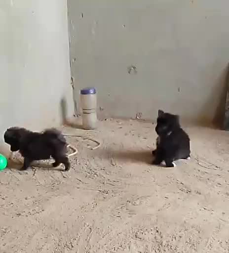 Pomeranian Puppy | Black Color, farm video