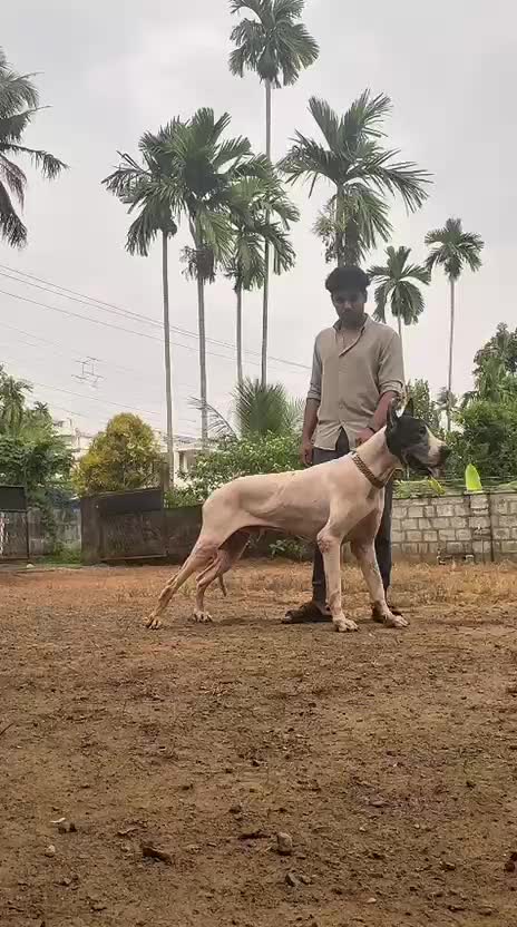 Great Dane Puppy, farm video