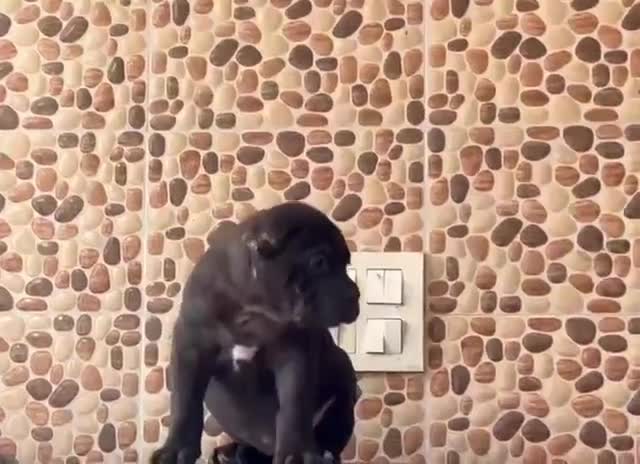 Cane Corso Puppy, farm video