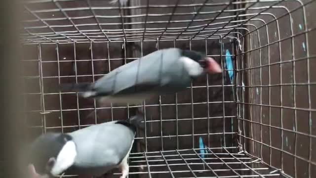 Homer Pigeon, farm video