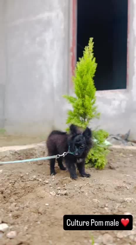 Pomeranian Puppy, farm video