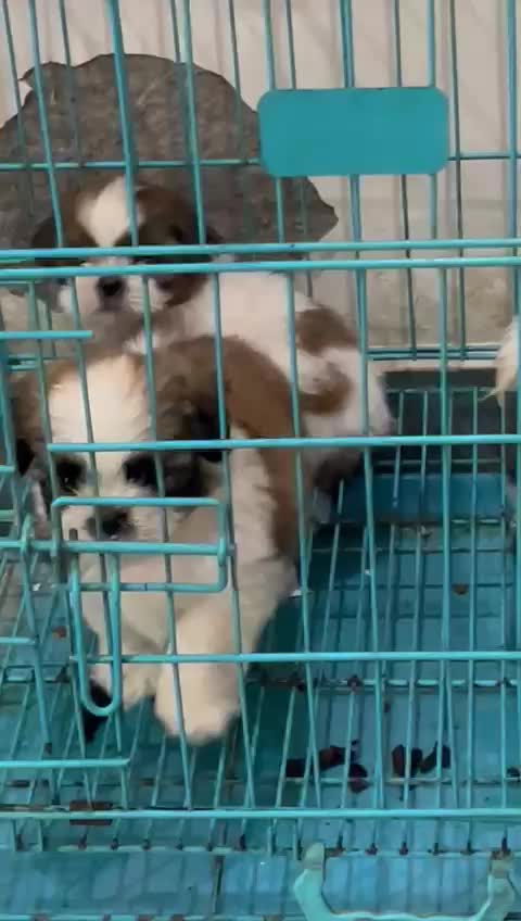 Shih Tzu | Black Color, farm video