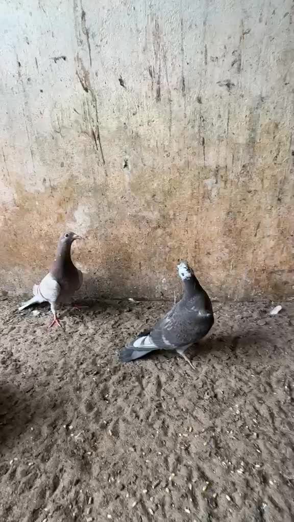 Homer Pigeon, farm video