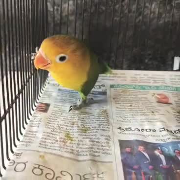 African Love Birds | Yellow & Orange, farm video